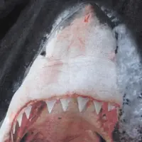 Футболка Great Shark