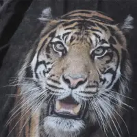 Футболка Tiger